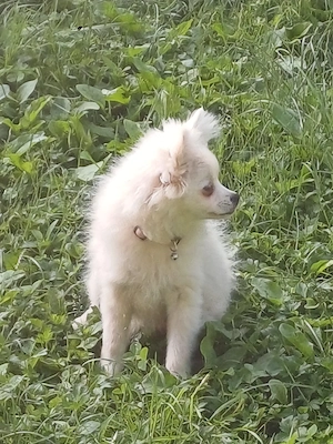 fetiță spitzpomeranian - imagine 3