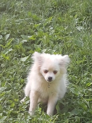 fetiță spitzpomeranian - imagine 2