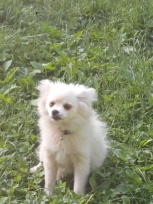 fetiță spitzpomeranian - imagine 4