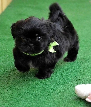 Bichon Havanez 