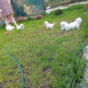 Bichon maltez 6 săptămâni  - imagine 3