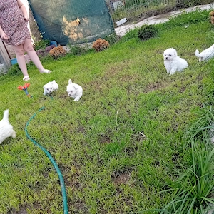 Bichon maltez 