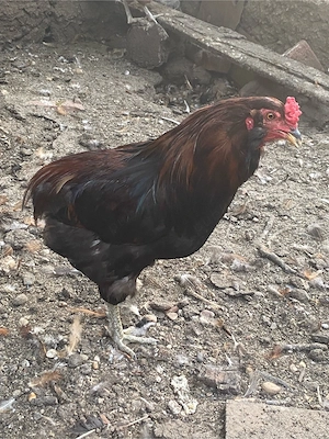 Cocos araucana - imagine 2