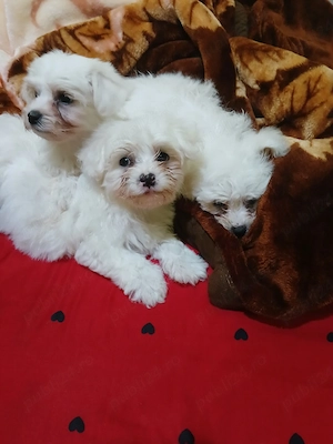 De vânzare bichon maltez  - imagine 2