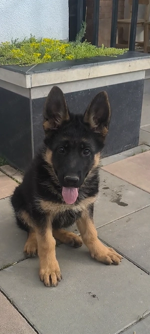 Femela ciobanesc german