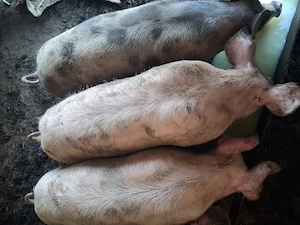 Vând porci rasă de carne