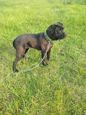 Vând cane corso in vârsta de 11 luni 