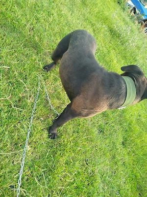 Vând cane corso in vârsta de 11 luni  - imagine 3