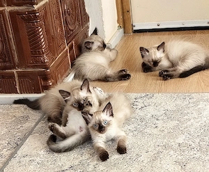 Pisoi Ragdoll 