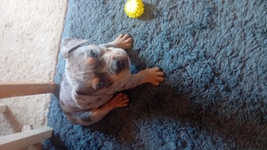 De vanzare pui de American bully - imagine 4
