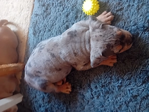 De vanzare pui de American bully - imagine 5