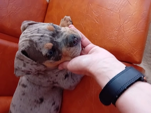 De vanzare pui de American bully - imagine 3