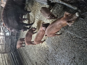 Vand scrofite si vierusi Duroc,rasa pura - imagine 2