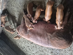Vand scrofite si vierusi Duroc,rasa pura - imagine 5