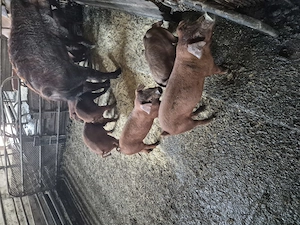 Vand scrofite si vierusi Duroc,rasa pura - imagine 3