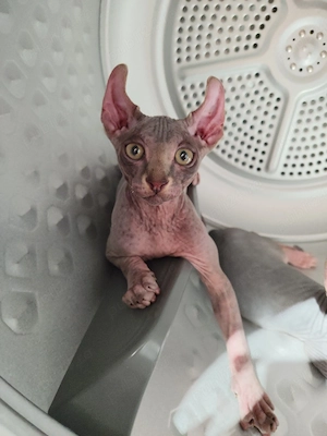 Sphynx baietel - imagine 2