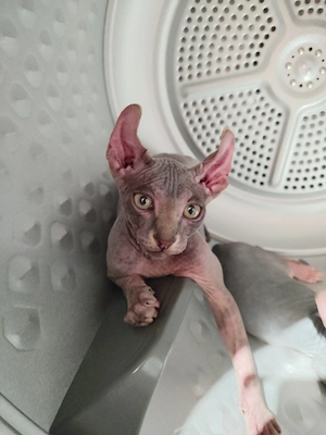 Sphynx baietel