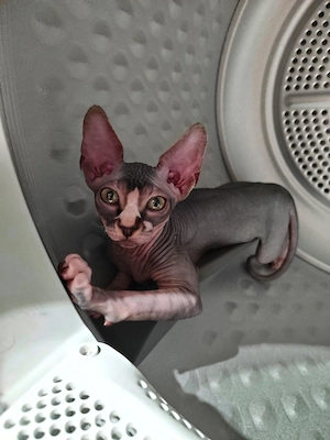 Sphynx fetita