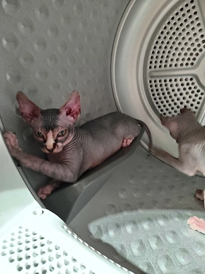 Sphynx fetita - imagine 2