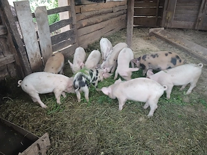 Purcei jupani 250 buc