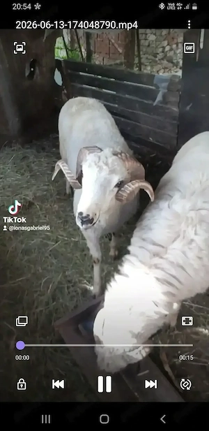 Vând sau schimb un berbec mior cu oi sau miele 
