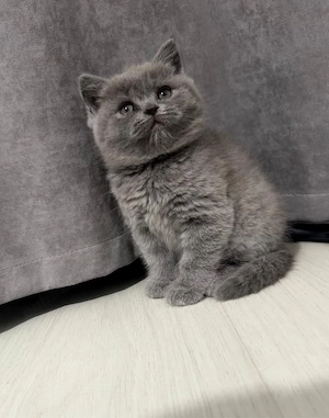 Pui British Shorthair Blue - imagine 4