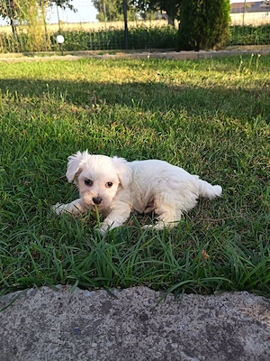 Bichon albi maltezi  - imagine 2