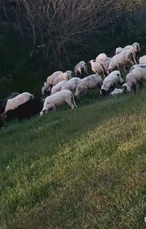 Oi și capre de vanzare