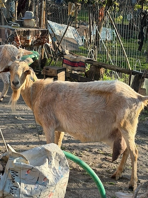 Capra de vânzare detalii la telefon