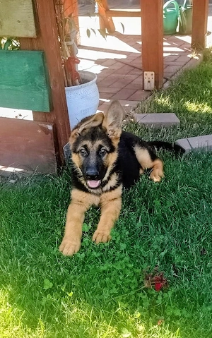 Catei Ciobanesc German