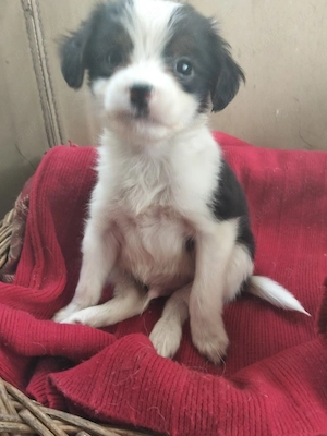 Chihuahua, prietenul ideal!  - imagine 2