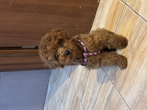 Poodle mini toy cu pedigree