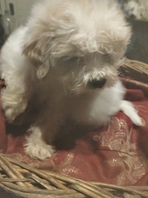 Maltipoo,sufet drag! 