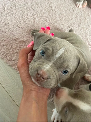 American Bully