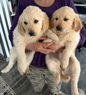 Golden Retriever  - imagine 3