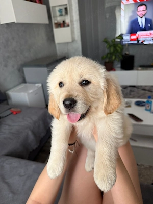 Golden Retriever  - imagine 2