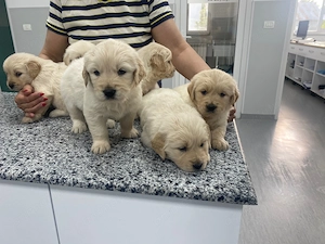 Golden Retriever  - imagine 5