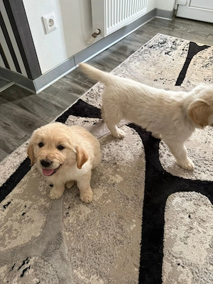 Golden Retriever  - imagine 4