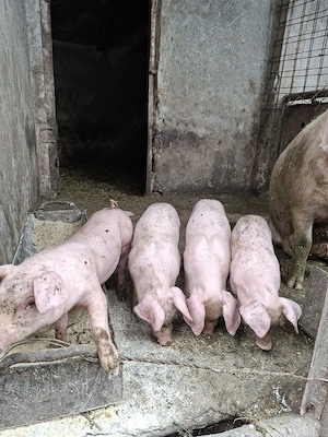 purceluși 