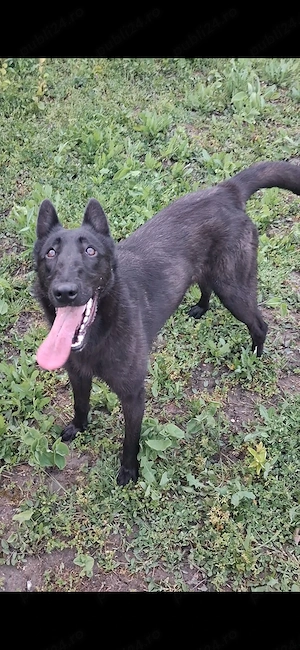 Ciobanesc belgian malinoiss - imagine 4