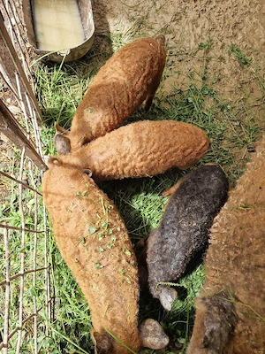 Purcei Mangalita
