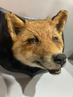 Animale inpaiate ,taxidermie