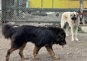 Mascul kangal , femelă Mastiful Tibetan  - imagine 4
