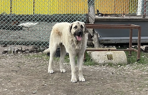 Mascul kangal , femelă Mastiful Tibetan  - imagine 2
