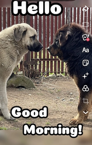 Mascul kangal , femelă Mastiful Tibetan  - imagine 3