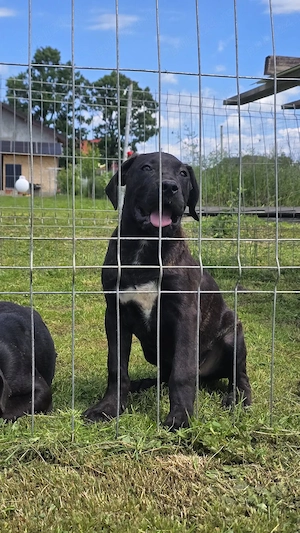 Pui Presa Canario - imagine 2