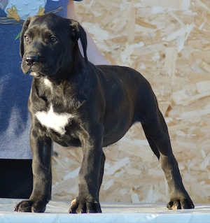 Femela Presa Canario - imagine 2