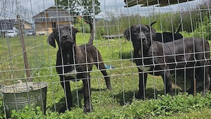 Pui Presa Canario