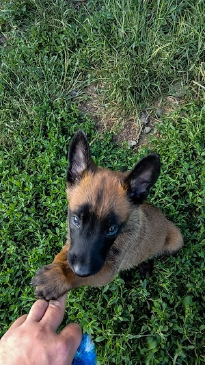 ciobănesc Belgian Malinois  - imagine 4