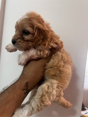 Fetita cavapoo de 7 saptamanii  - imagine 2